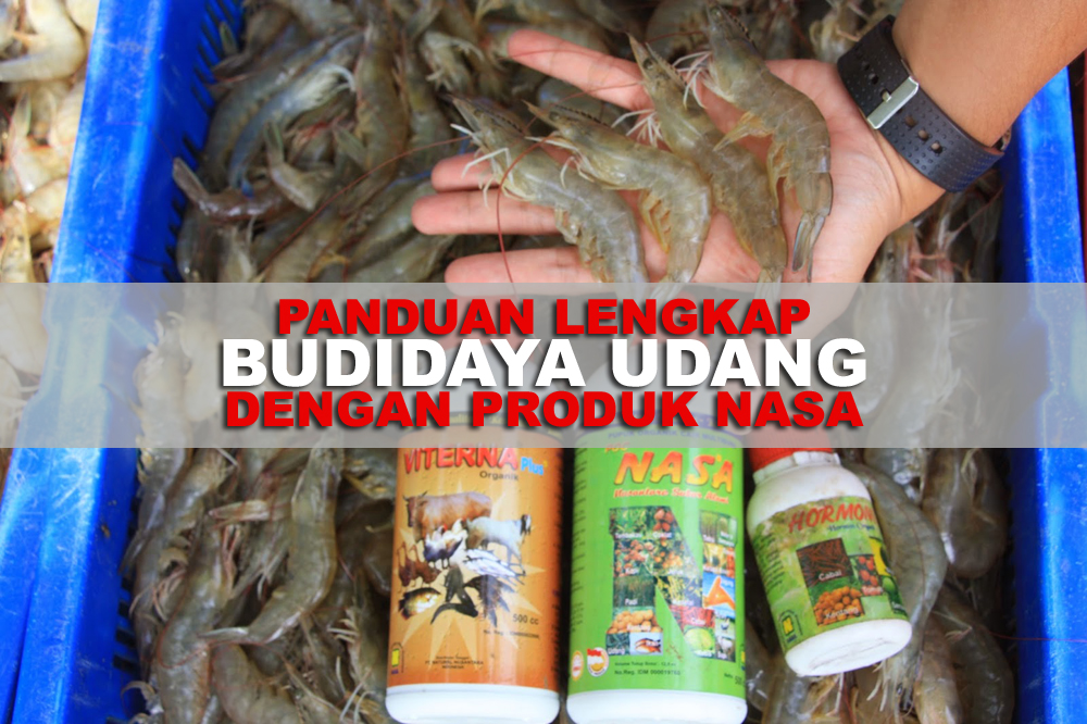 promosi budidaya udang