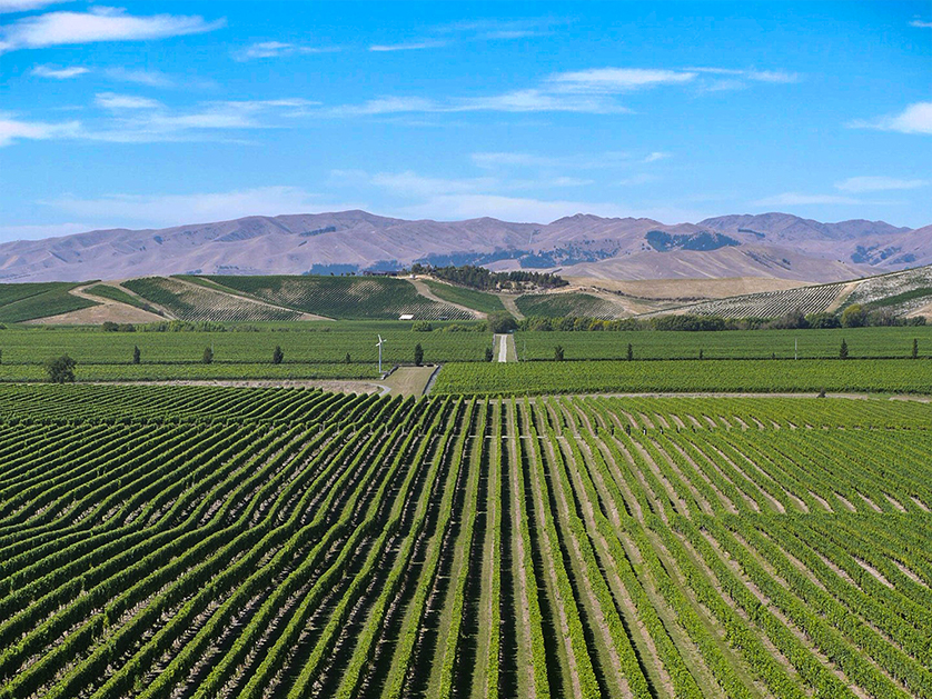 Vineyards, Hawkes Bay, New Zealand.