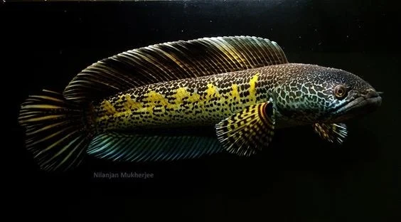 Channa aurantimaculata - 50 Jenis Ikan Channa Beserta Harga Terbaru