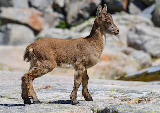 Yavru İber dağ keçisi(Capra pyrenaica)