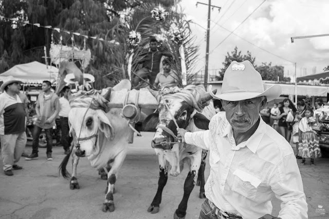 Hombre con yunta en Santa MAría del Tule Oaxaca