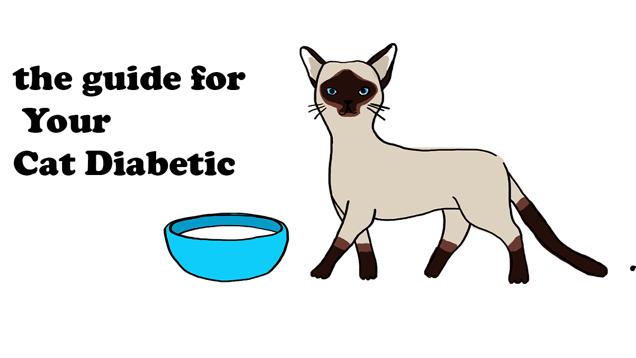 How Caring For Your Diabetic Cat
