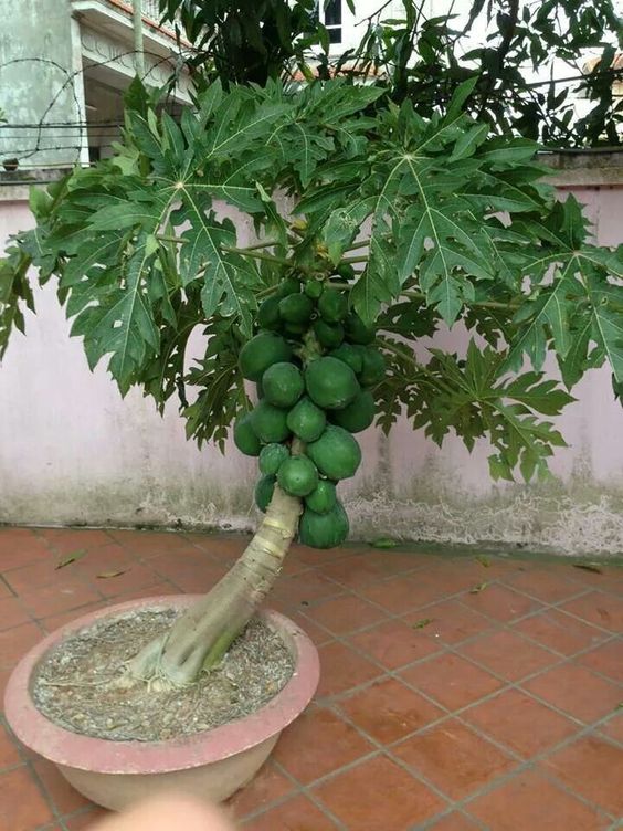 FCU HOMESCHOOLING JOURNEY HOW I MAKE PAPAYA BONSAI FOR MY HOMESCHOOL