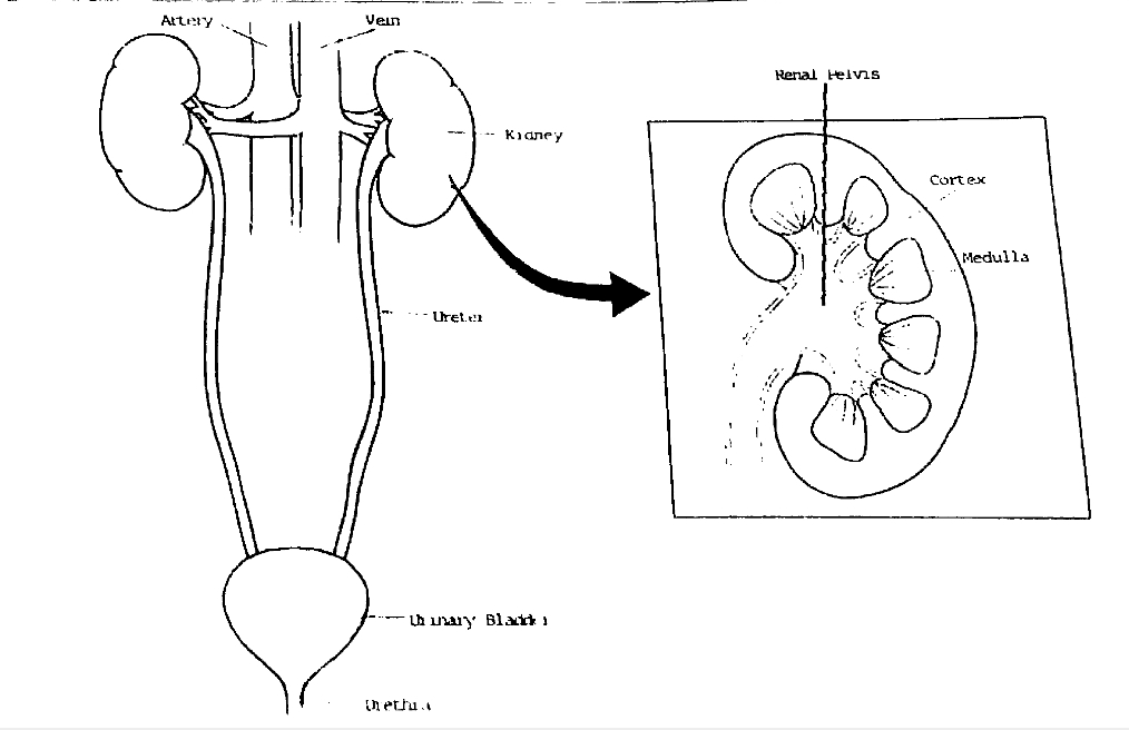 Kidney