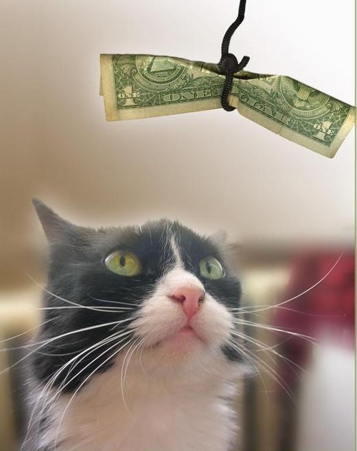 смешной кот и доллар на ниточке