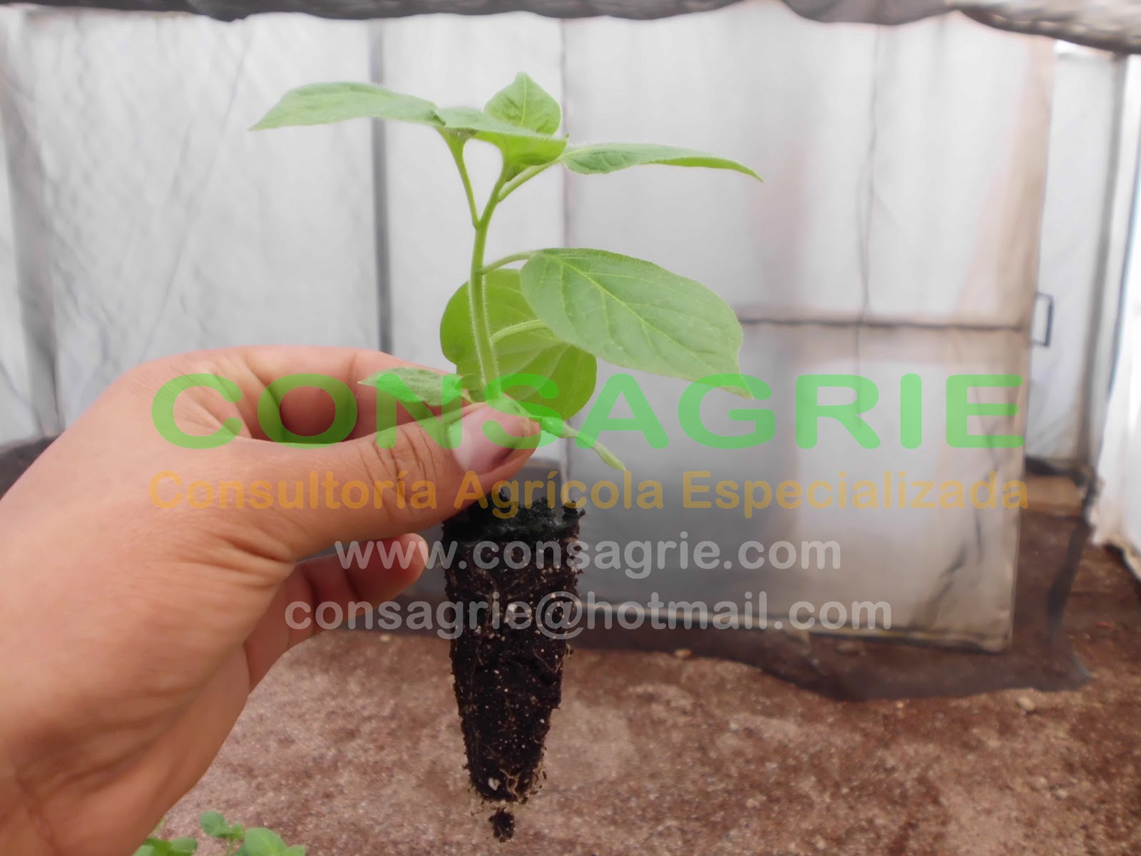 PRODUCCIÓN DE PLÁNTULA