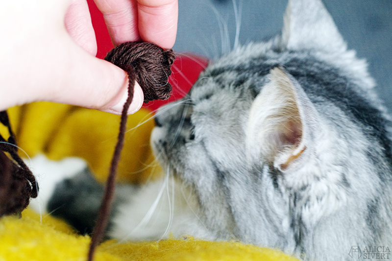 Katten Tofslan nystar garn, foto av Alicia Sivertsson.