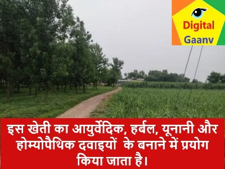 किसान करे यह खेती और सिर्फ 4 महीने में कमाए लाखो रुपये।