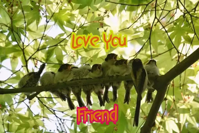 Beautiful Love Birds Images Free Download Beautiful Love Birds Images Free Download