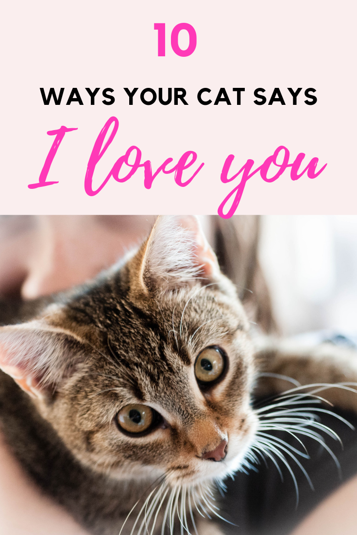 10 Ways Your Cat Says "I Love You"