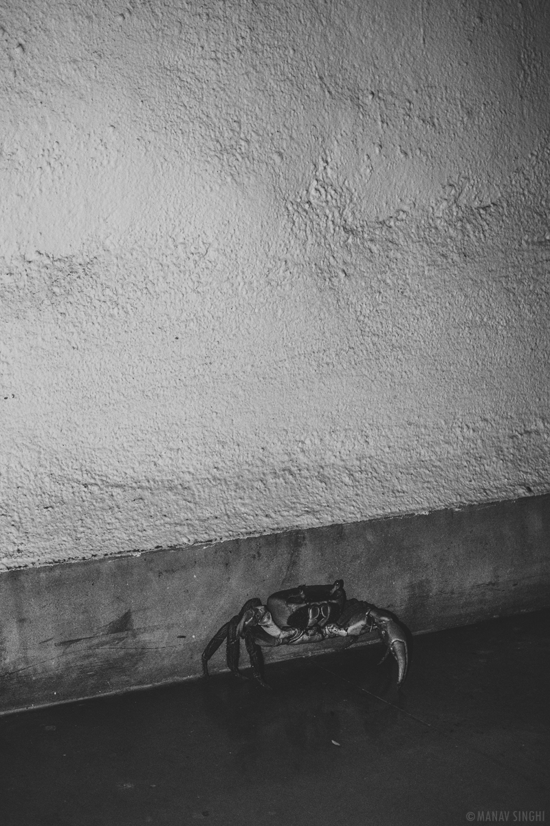 Crab Near the Pool at my Luxury Pool Villas at Le Pondy Beach Resort, Pondicherry - 30-Oct-2019 Crab Near the Pool at my Luxury Pool Villas at Le Pondy Beach Resort, Pondicherry - 30-Oct-2019