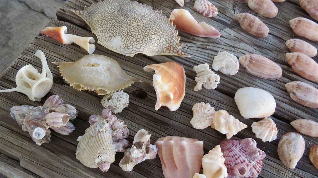 On the Road with Anna and Noel: Shell-Abration!