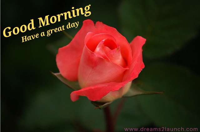 good morning rose love