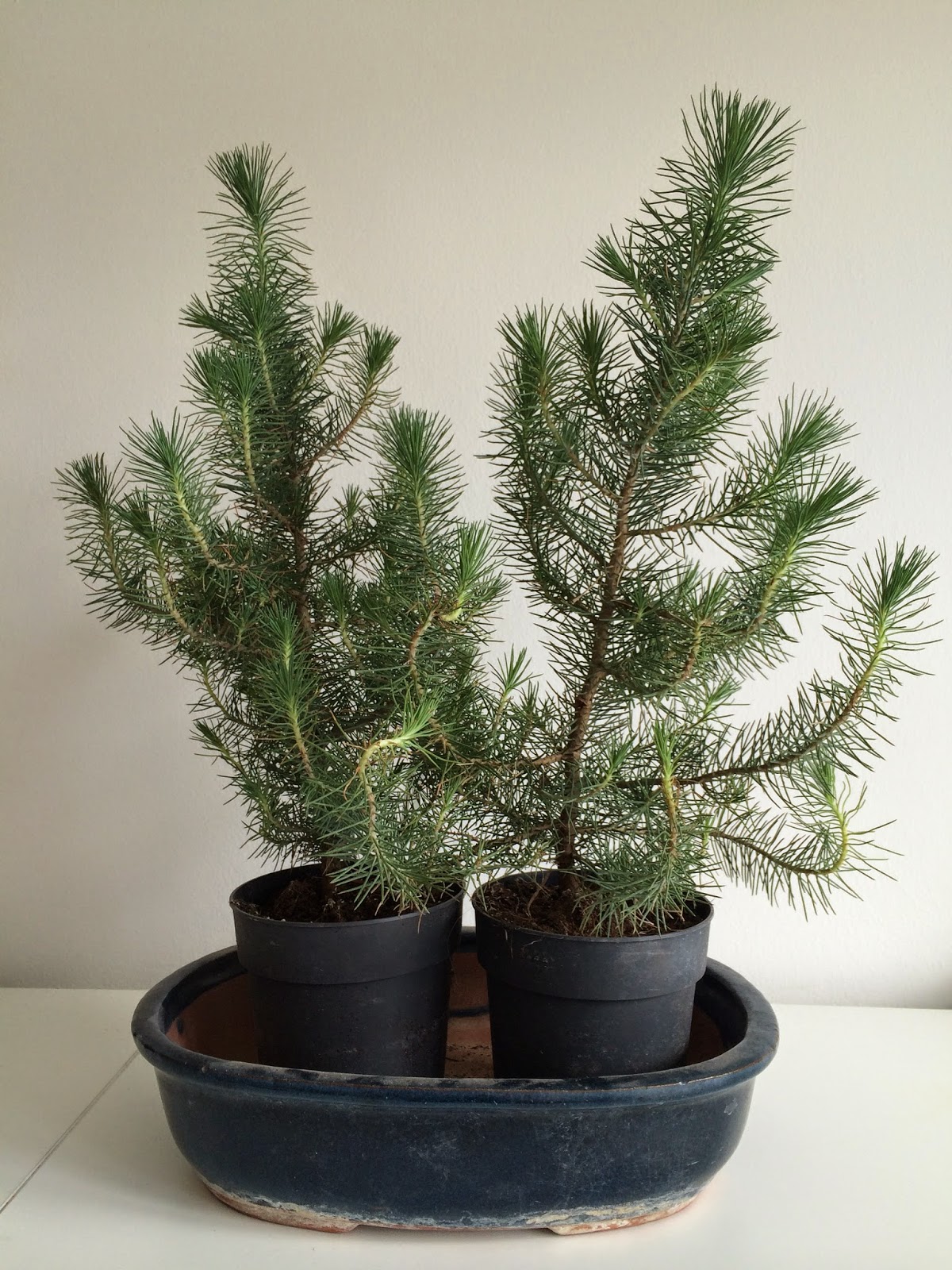 NORDIC NEBARI by Olsen Furture Bonsai Twin trunk pine bonsai