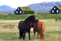 Icelandic Ponies and Turf Houses