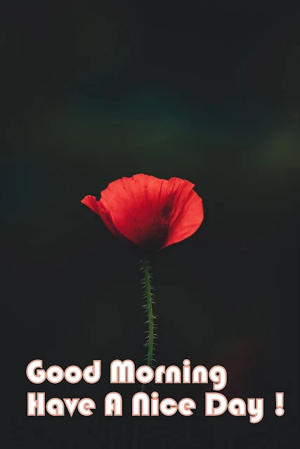 good morning flower images free download