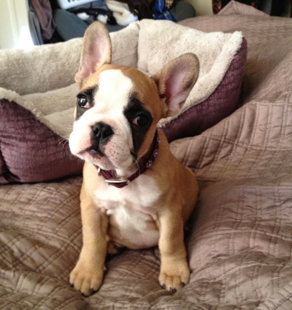 Rules of the Jungle: French bulldog puppies