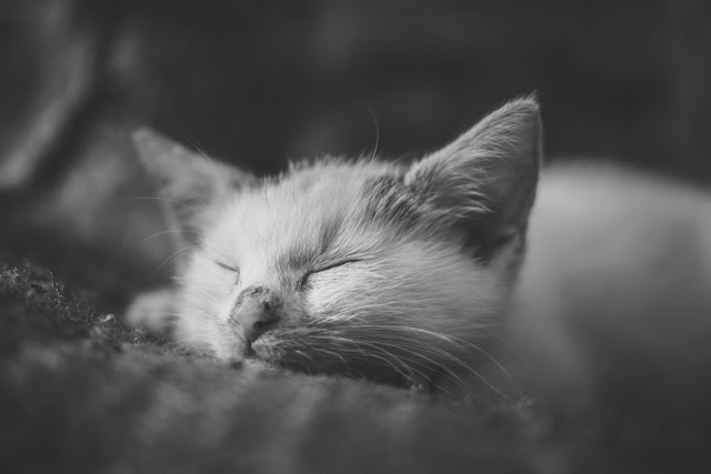 Cat's bored by SethBahl from flickr (CC-NC)