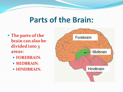 parts of brain , forebarin , midbrain