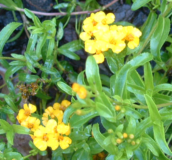 Blue Starr Gallery Spanish Tarragon, Stevia, & More Juliets