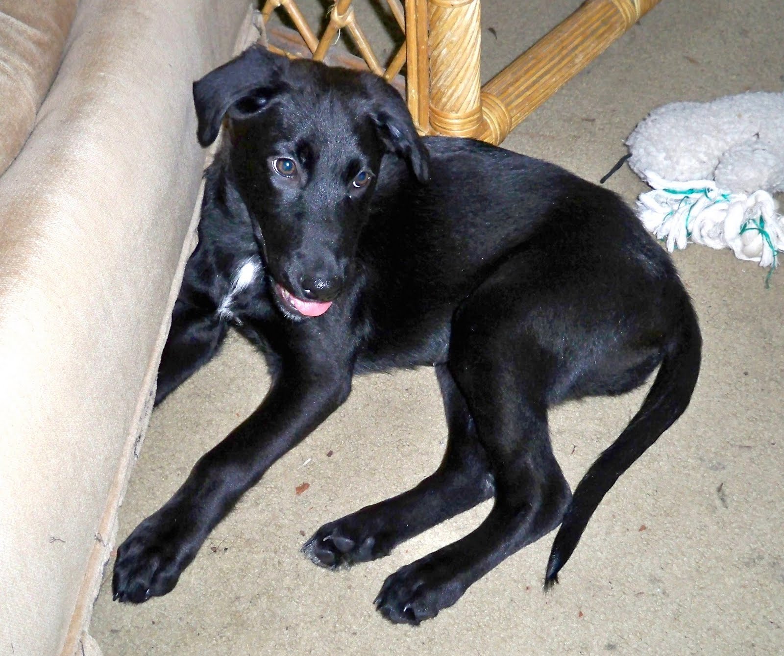 Dog Breeds Under 20 Pounds Dog Breeds