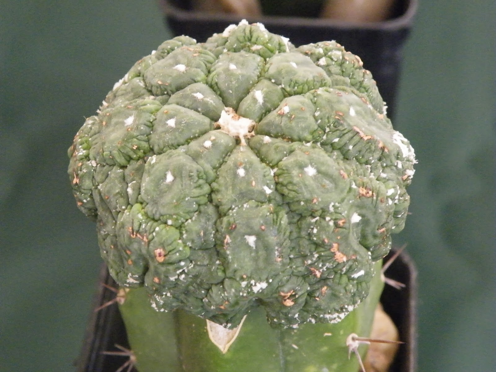 The cactus and Succulent Society of Malta The 2013 cactus exhibition