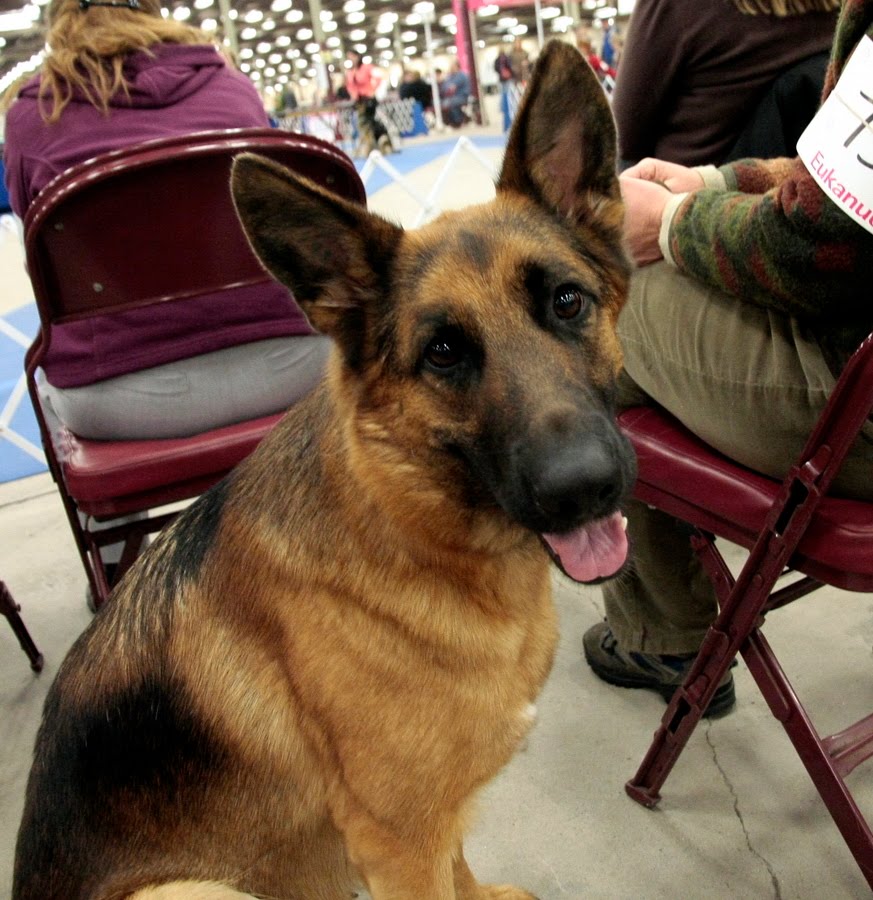 Me and my dogs in Halifax, Nova Scotia Visit to today's Halifax Kennel