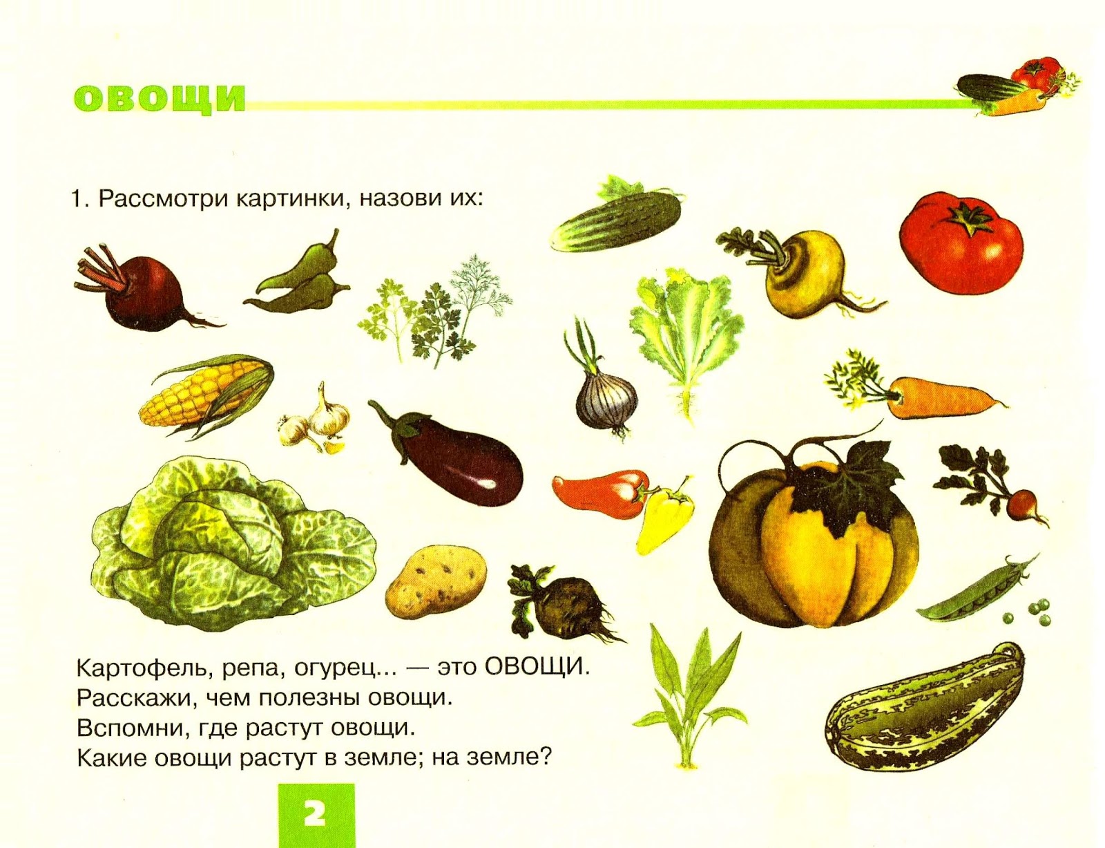 Овощи которые растут в земле для детей