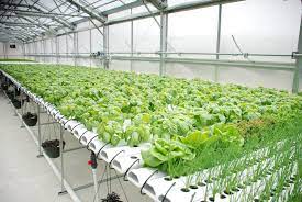 Hydroponic Farming Related | Nutrient Liquid fertilizer How much Required Hydroponic Farming Related | Nutrient Liquid fertilizer How much Required