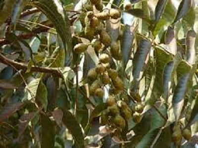 तुन का पेड़ एक औषधीय वनस्पति और ईमारती लकड़ी वाला वृक्ष है, toon or Himalayan red Cedar is a useful tree, Tooni ya tun ka ped