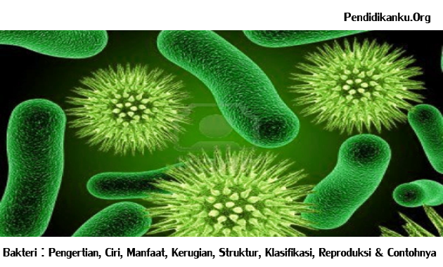 Bakteri