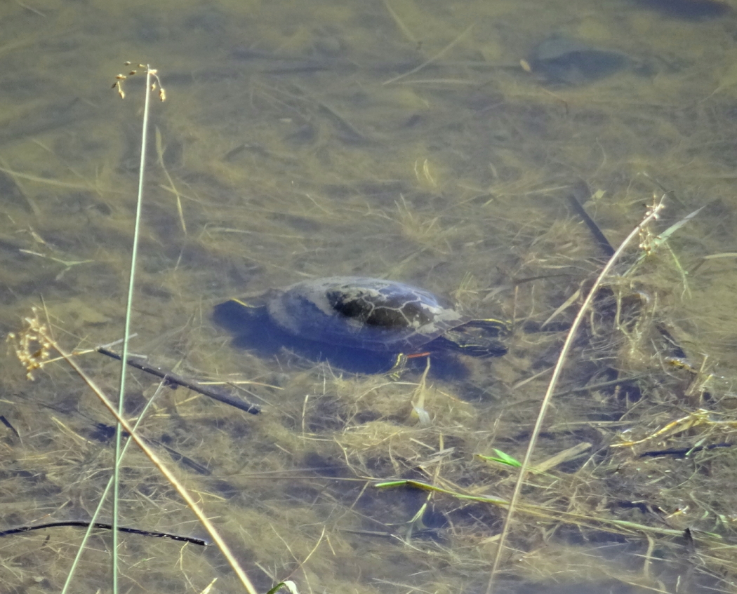 Wild Wild Woods surviving below freezing turtles
