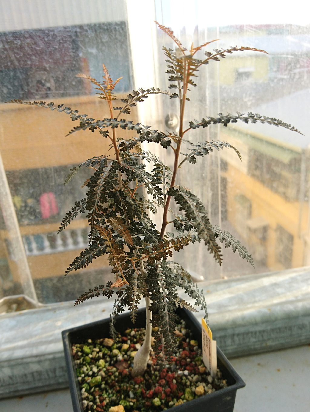 Plant & Seeds Boswellia socotrana