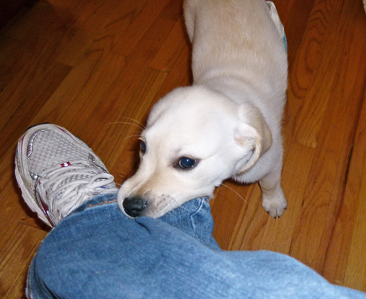 Raising a Seeing Eye® Puppy Pant Cuffs