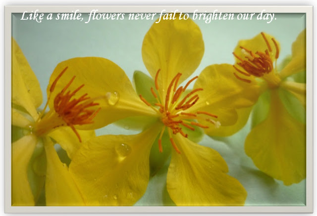 Photos with quotes: Flowers beauty