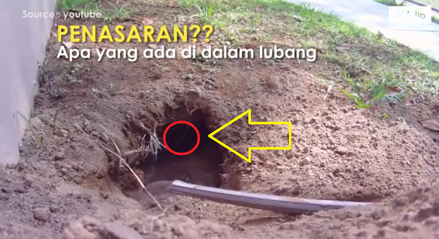Perhatikan Baik-Baik! Hewan Apakah yang Keluar Dari Lubang ini, dan Ternyata... Perhatikan Baik-Baik! Hewan Apakah yang Keluar Dari Lubang ini, dan Ternyata...