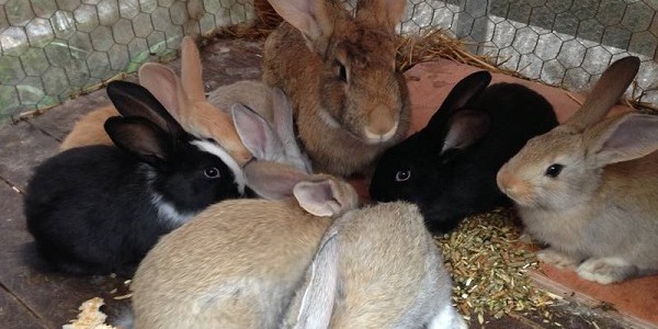 Ternak Kelinci Batu Home Facebook