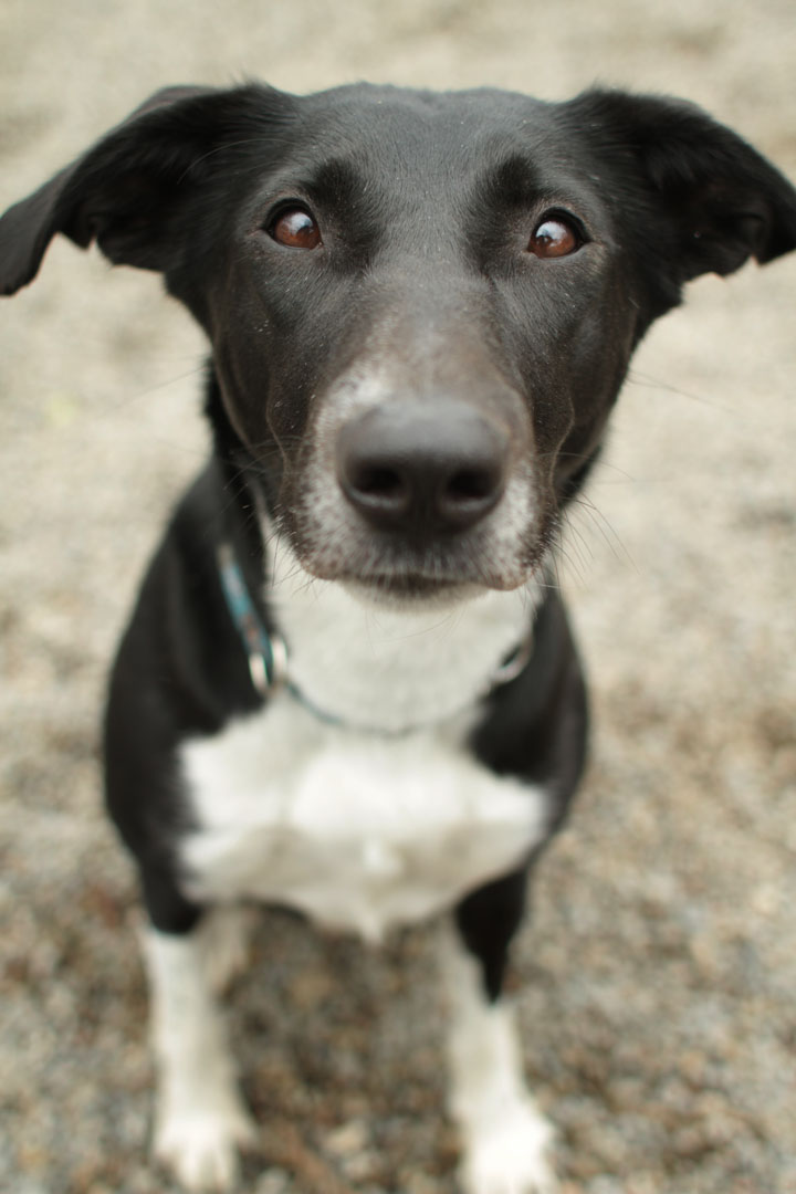 border collie pointer mix border collie pointer mix