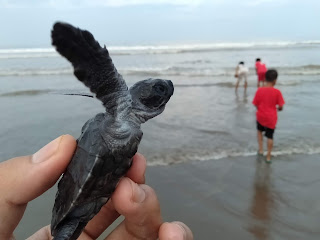 Olive ridley turtle