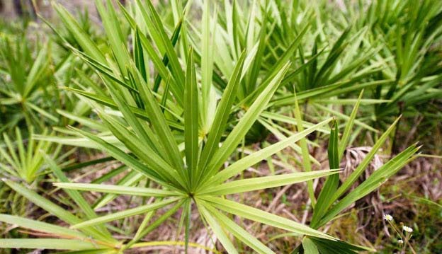 Advantages of Saw Palmetto Extract Especially for Women Saw palmetto develops in some places in the US that is a similar to palm shrub. This similar to palm shrub maintains tanned to blackish fruits and lubricate is produced from the fruits that is afterwards exploited for a variety of healing uses.