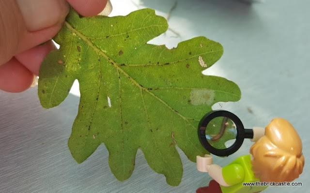 Image of LEGO Scooby Doo minifigure examining oak leaf with magnifying glass