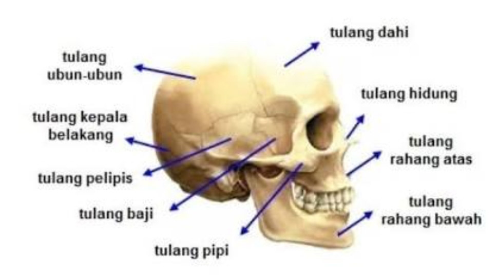 Struktur Dan Fungsi Rangka Rumah Ilmu