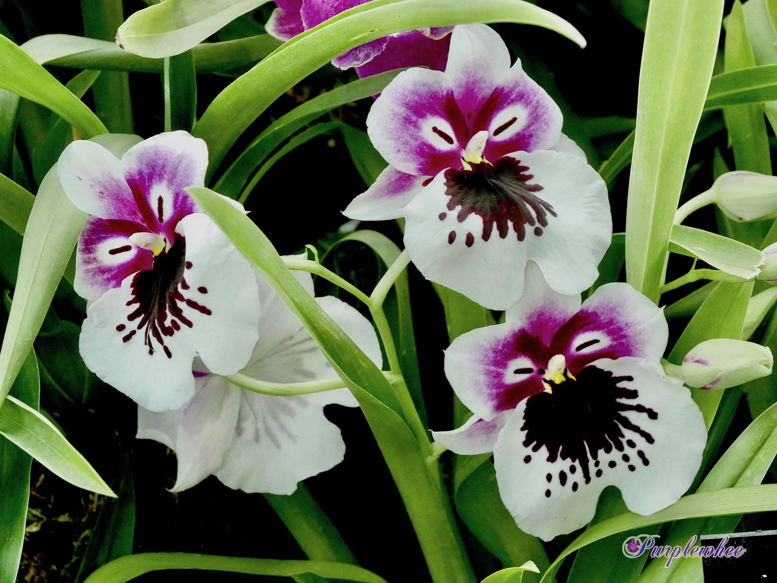 ???????????? ????????? White Truffle 'Bright Eyes'