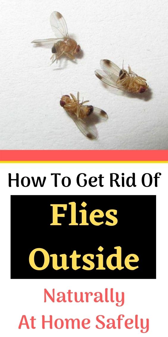 How To Get Rid Of Flies Outside Naturally WEDDING AND WOMEN LIFE
