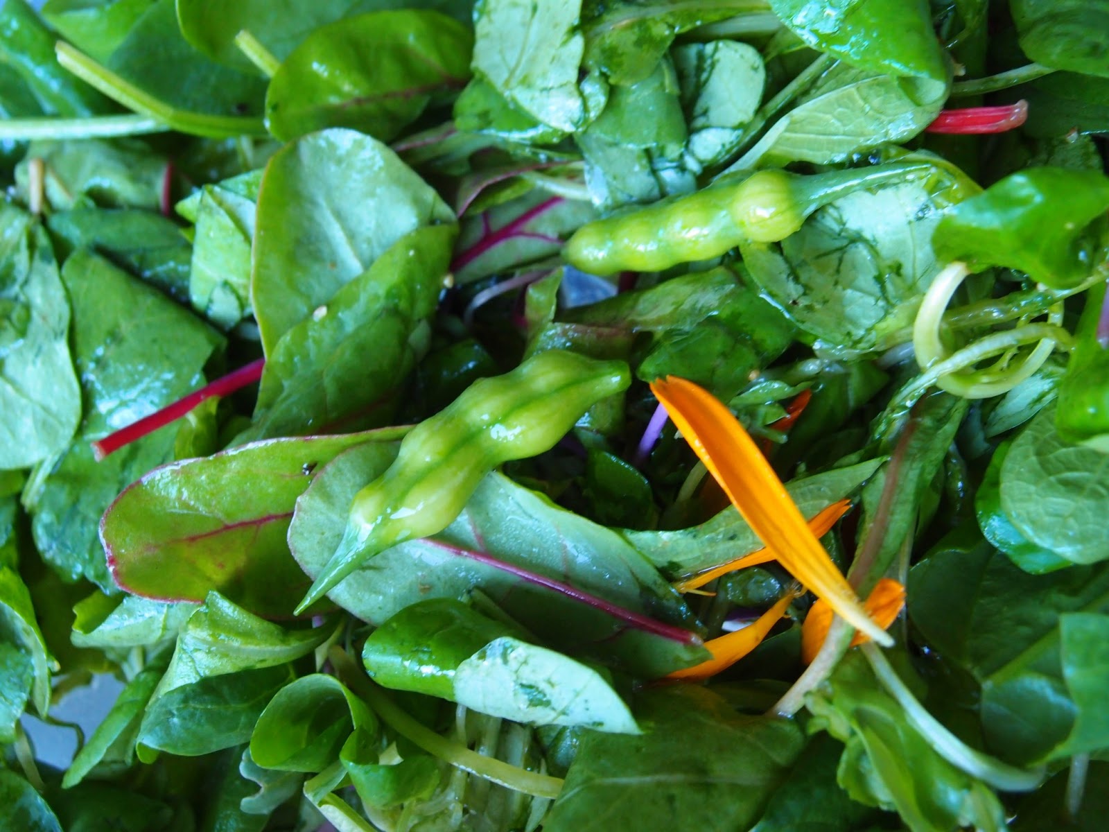 The VegHog Garden salad with chili oil dressing