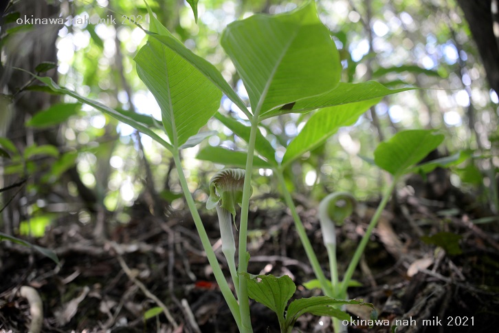 沖縄の自然（草本植物）