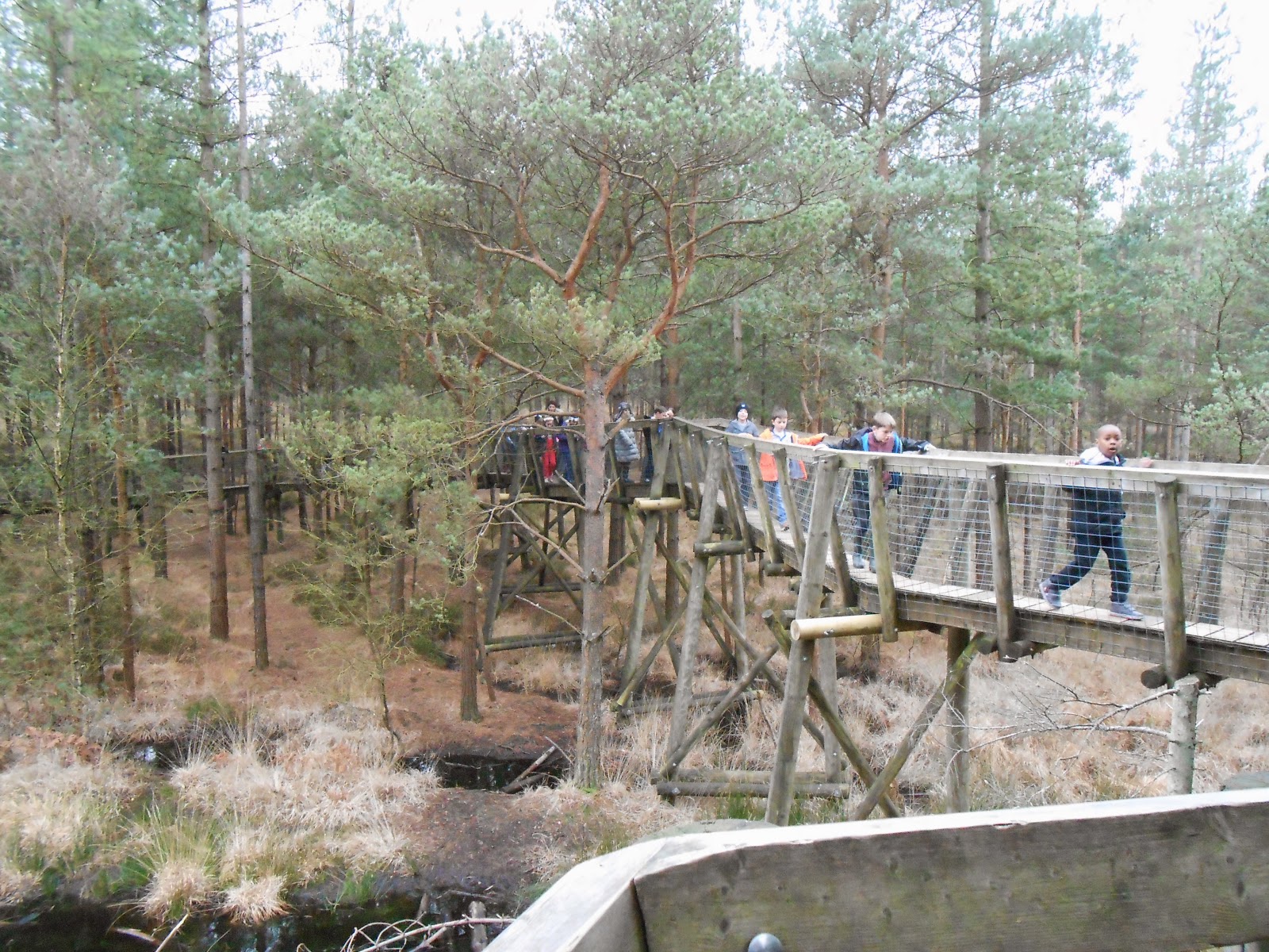 forestry commission tree top trail meon junior school outing