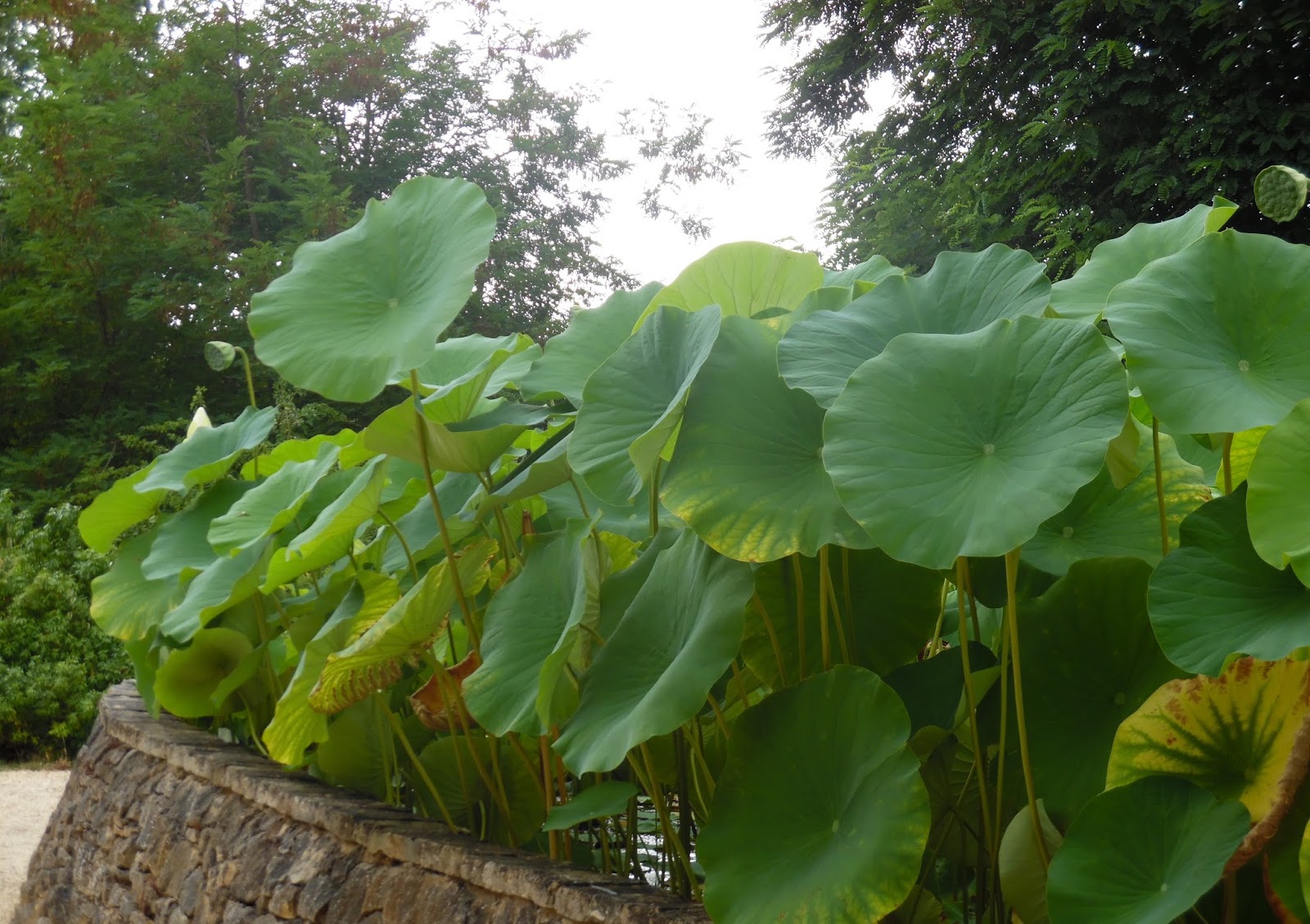 Le petit jardin de Chloé Les jardins d'eau de Carsac  Unique en Périgord
