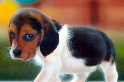 Beagle Puppies For Adoption In Bangalore