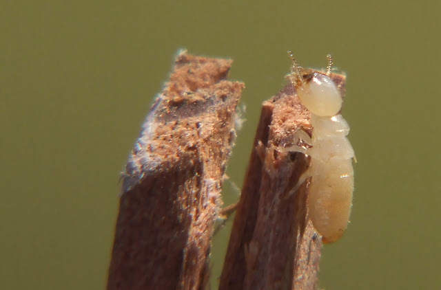 home termite treatment home termite treatment
